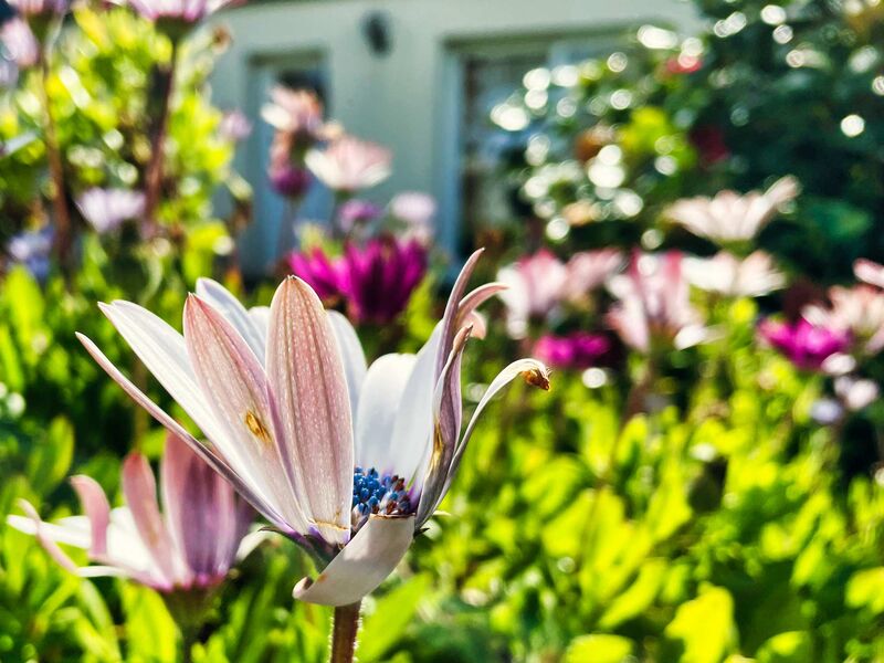 Schöne Blüte