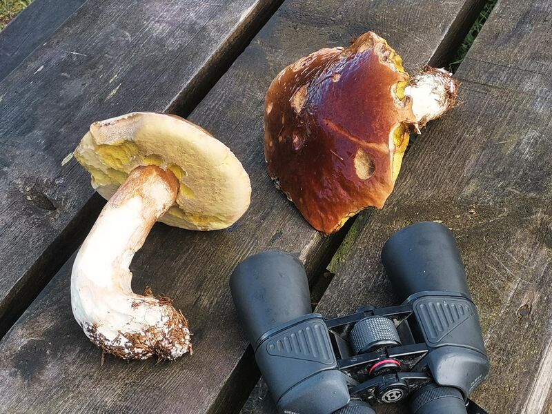 Riesige Pilze