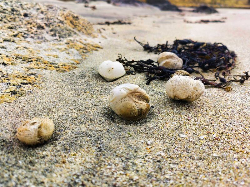 Strandgut