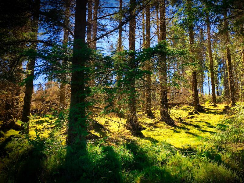 Sonne im Wald