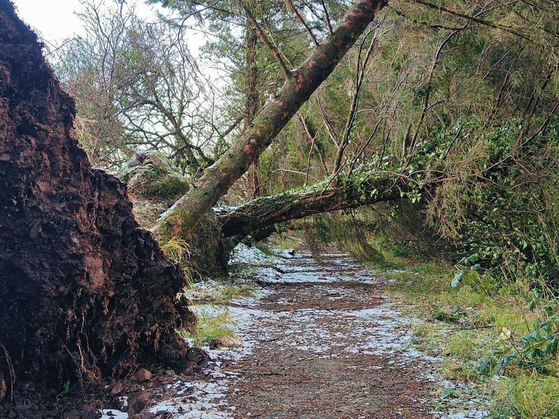 Nach dem Sturm Éowyn