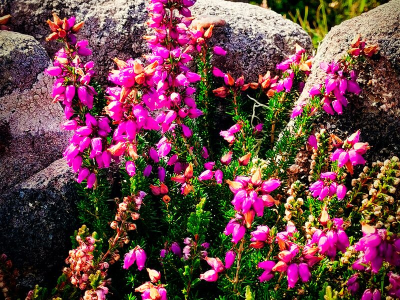 Knallbunte Heide