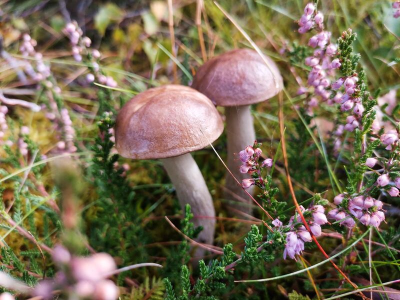 Überall Pilze