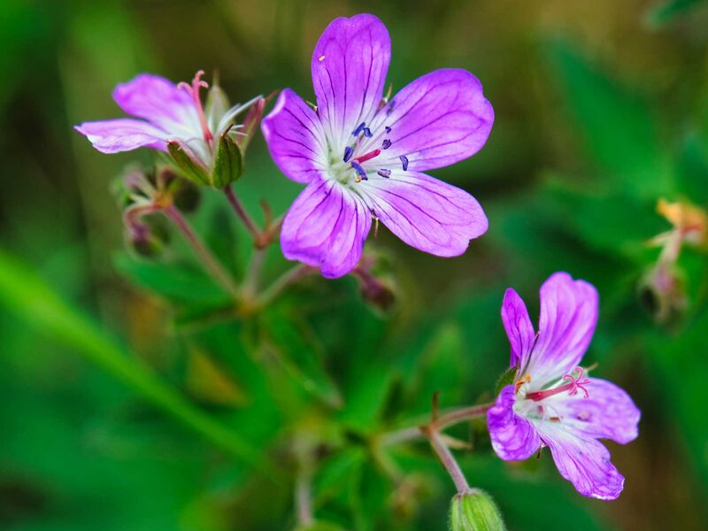 Blumen am Wegesrand