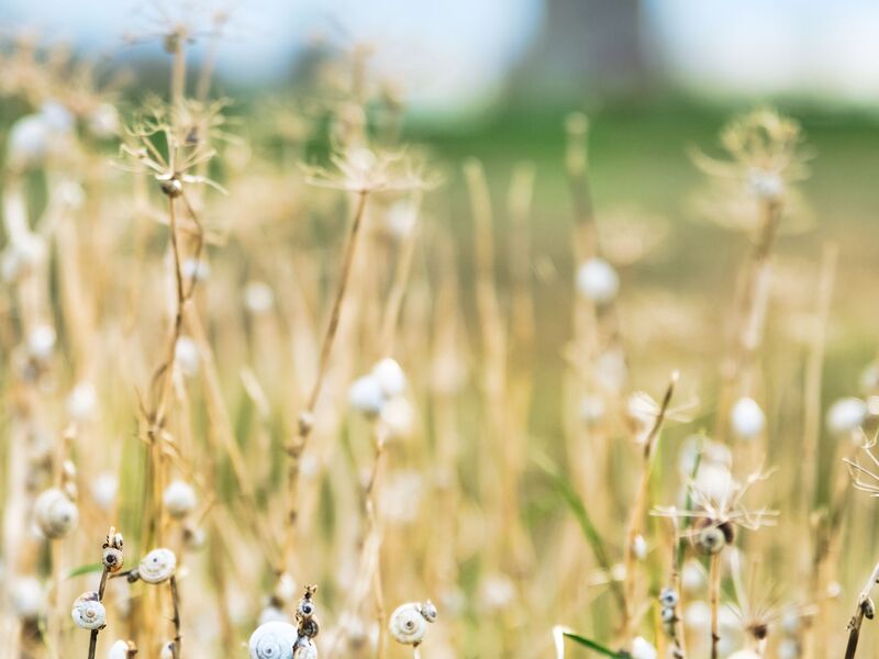 Seltsame "Blüten"