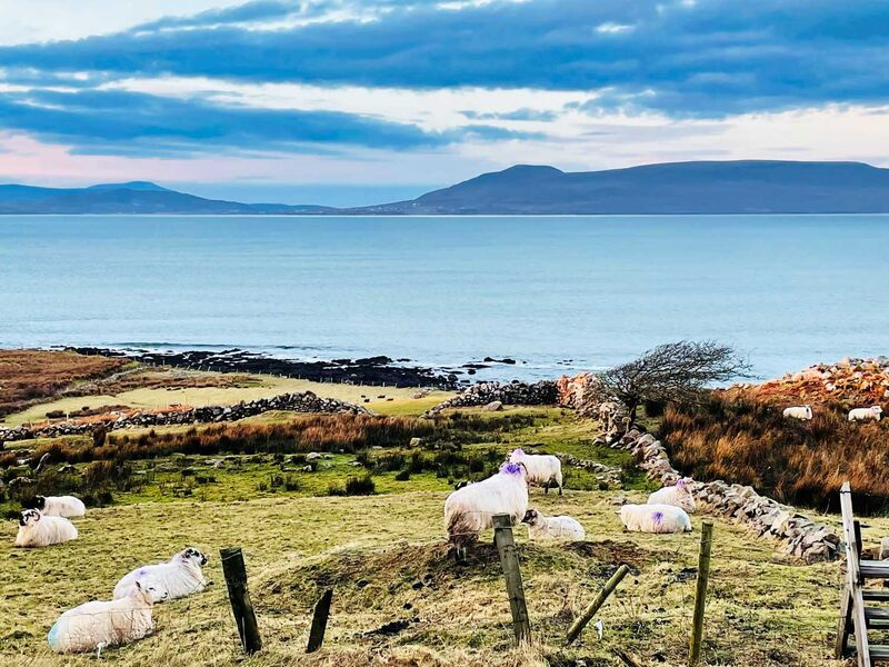 Abend mit Schafen vor dem Ferienhaus