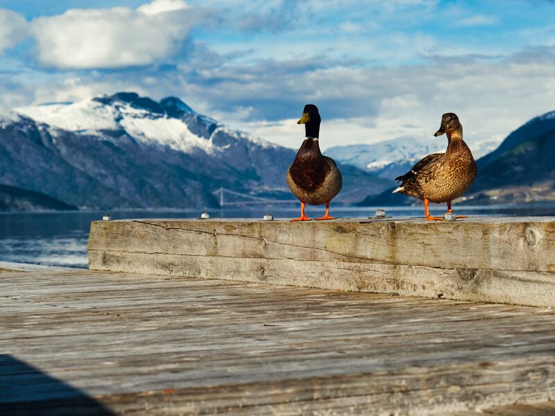 Enten am Fjord