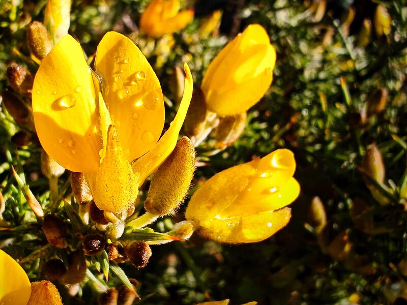 Ginsterblüten