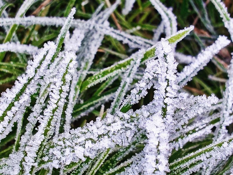 Morgentlicher Rauhreif