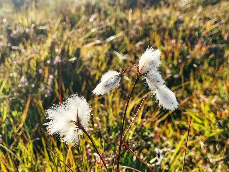 Schmalblättriges Wollgras