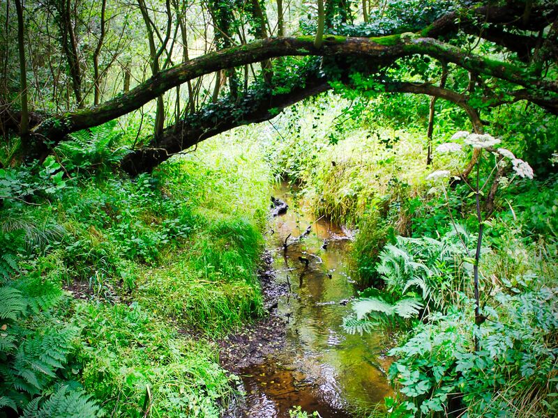 Im Caerlaverock Castle Wald