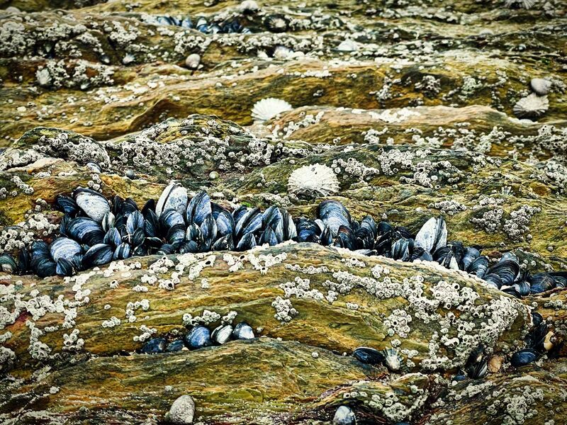 Muscheln