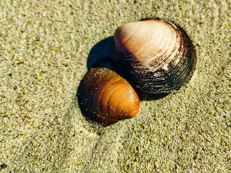 Muschelkuscheln