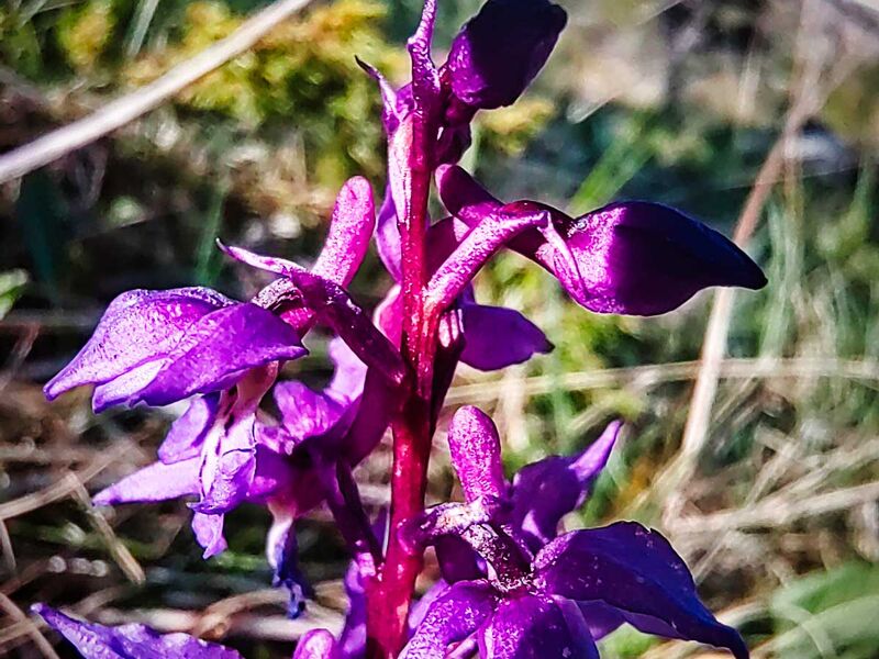 Orchidee auf dem Vattind