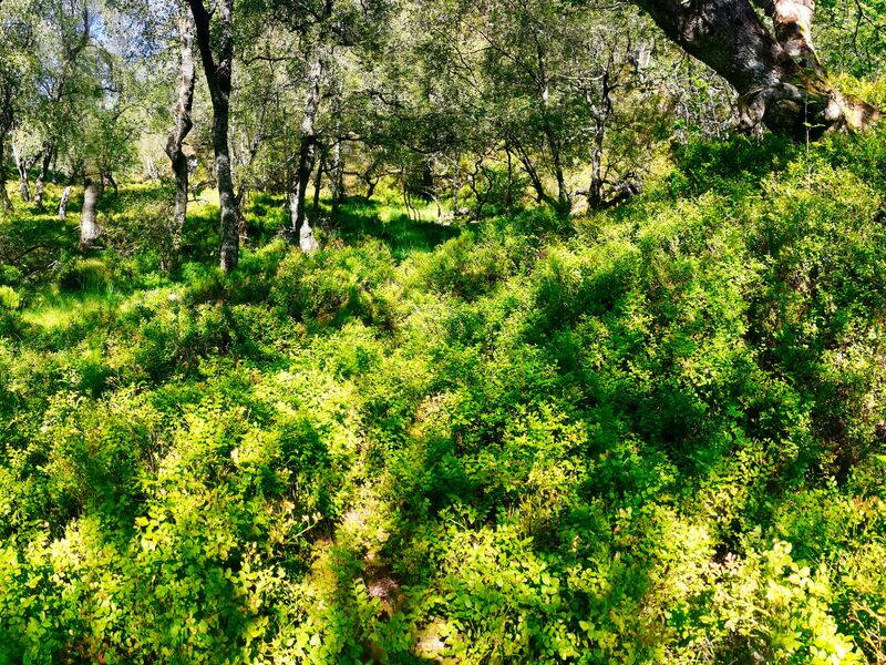 Die Natur ist ein Gemälde