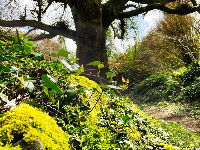 Wanderung in Plestin-les-Greves