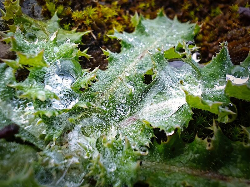 Wassertropfen