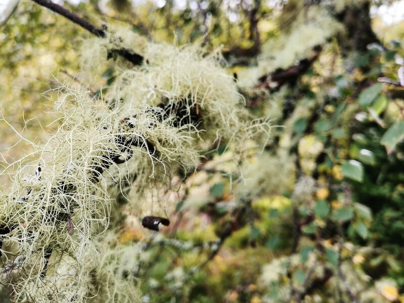 Stillleben mit Flechte