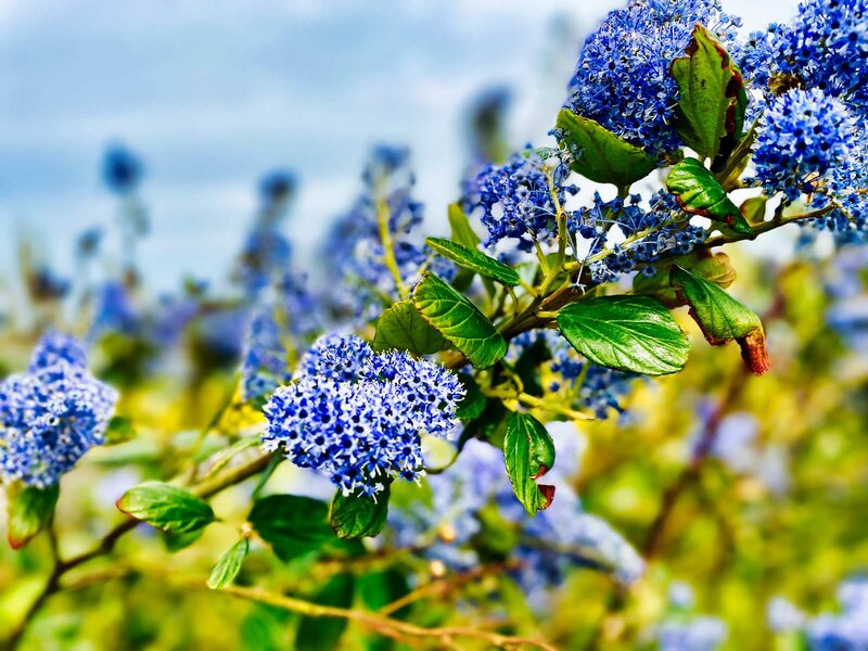 Bretonischer blauer Busch