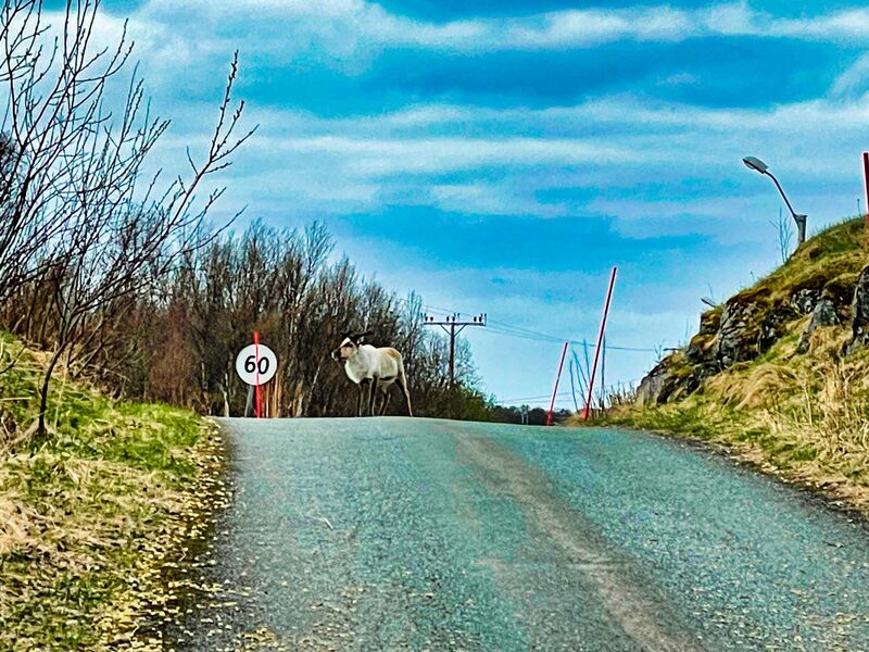 Rentier im Straßenverkehr