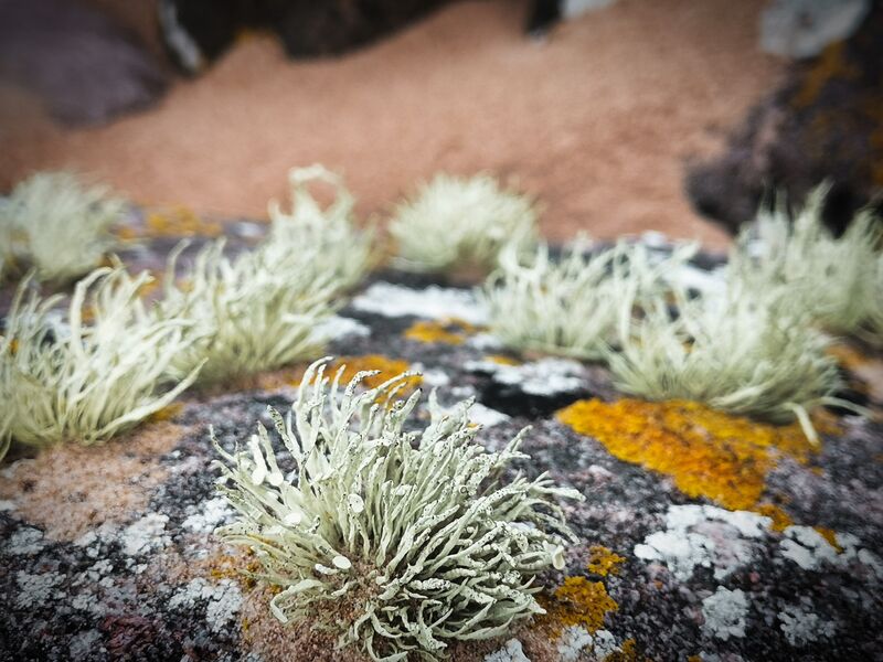 Flechten (Niebla Homalea)