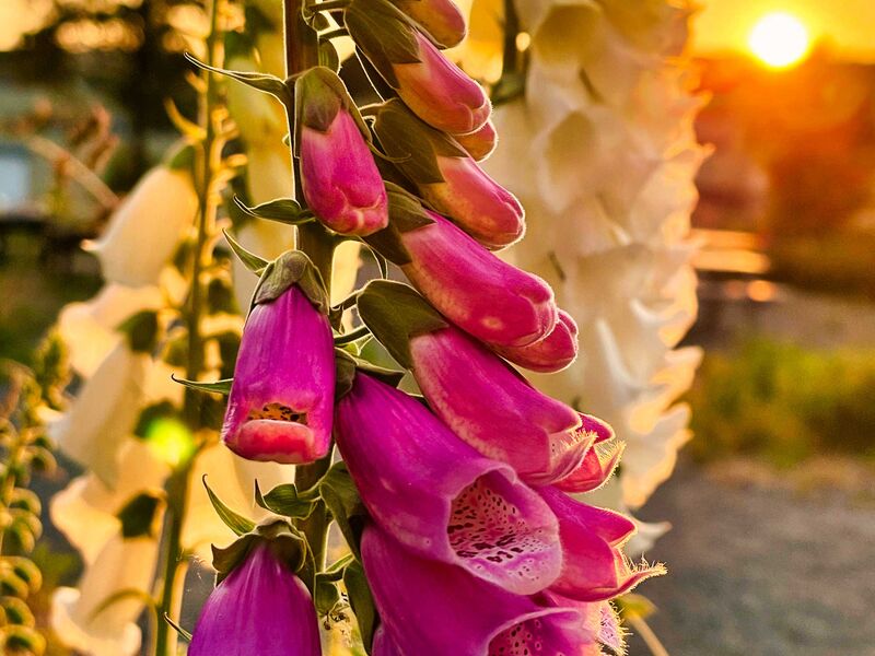 Fingerhut im Sonnenuntergang